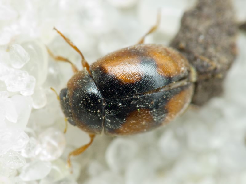 Scymnus frontalis (Fabricius, 1787)